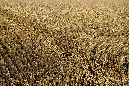 海菲尔德小麦背景图片