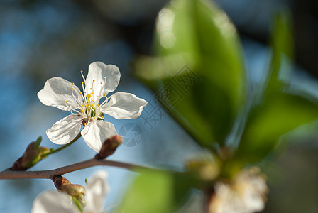 苹果树迎着蓝天的春天开花背景