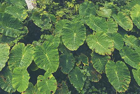 深林中的热带植物图片