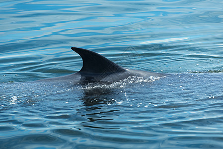 大白鲸游水,把水空气中呼气许多布莱德鲸鱼住泰国海湾泰国图片