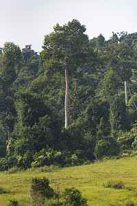 泰国Khaoyai公园热带森林景观图片