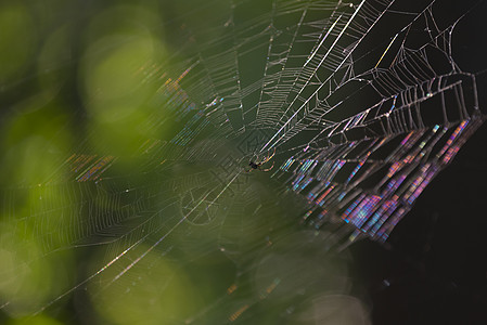 森林中蜘蛛网的特写图片