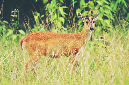 吠鹿,泰国北海公园的野生动物图片