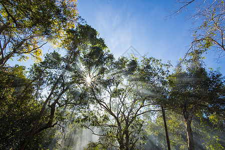 泰国北海公园热带森林之晨图片
