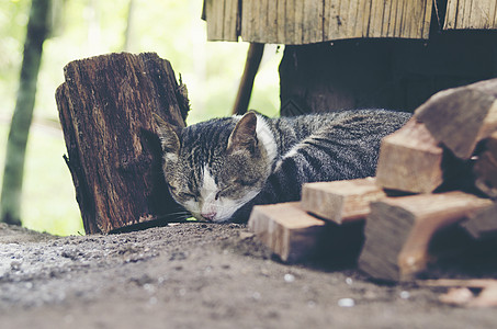 困倦的猫图片