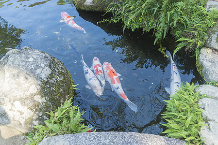 福娃骑金锦鲤日本的花式鲤鱼背景