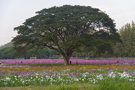 花园公园图片