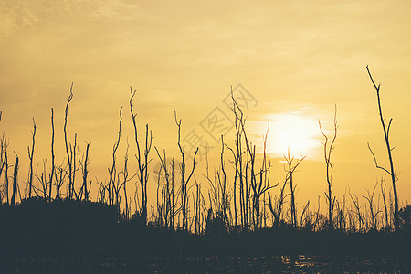 干树森林日落背景图片