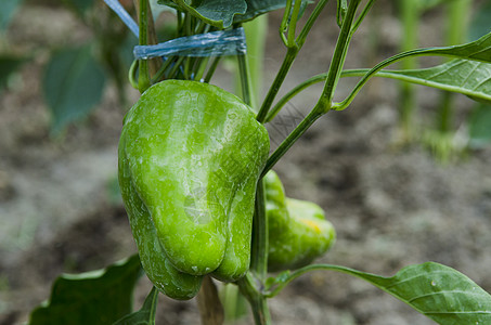 新鲜的青椒,花园里的辣椒图片