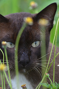 泰国猫躲花后图片