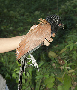 黑色橙色的鸟更大的库仑图片