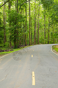 通往自然森林的道路图片