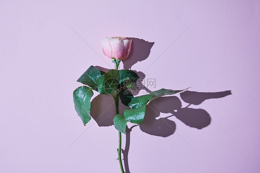 朵粉红色的玫瑰,紫色背景上个紧密的影子贺卡情人节,母亲节为你的想法的风景粉红色的玫瑰,紫图片