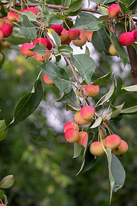 小天堂的苹果花园的树枝上,收获的时间生态友好的健康产品绿色树枝与成熟的红色苹果背景下的农场花园个夏天图片