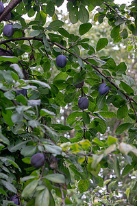 绿色枝条,成熟的生态友好的李子果实农场花园用的维生素食物农场花园里成熟李子的果树机产品的生长图片