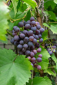 根绿叶的树枝上挂着串多汁的成熟葡萄健康的机食品酿酒的串成熟的葡萄,花园里绿叶图片