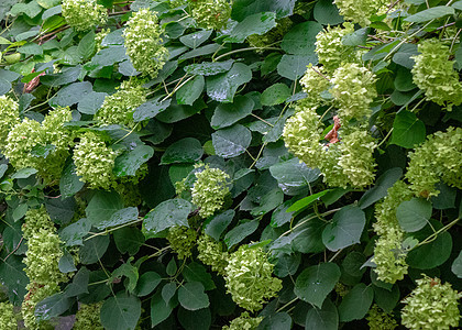 农村夏季花园中带淡绿色花蕾的装饰植物绣球花自然背景夏天花园里丛淡绿色的花丛图片