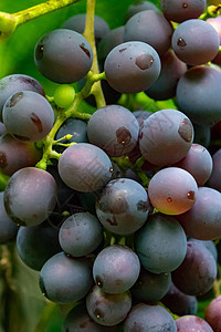 串成熟的葡萄个机花园的特写健康的维生素食品制作家庭葡萄酒的根带绿叶的红葡萄枝的特写机食品图片