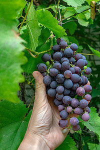 机葡萄个男人的手着串红色成熟的葡萄个乡村花园里酿酒的花园里绿叶背景下多汁的成熟葡萄个人的手着图片