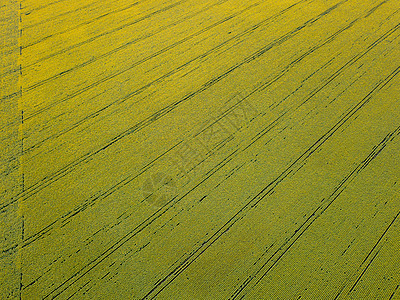 几何形状的农田与同的作物绿色的鸟瞰无人机植物背景的纹理的风景无人机日落时春天庄稼的田野的鸟瞰图片