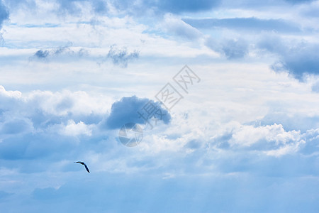 天空中的海鸥,天空中灰色的云阳光天空中的海鸥图片