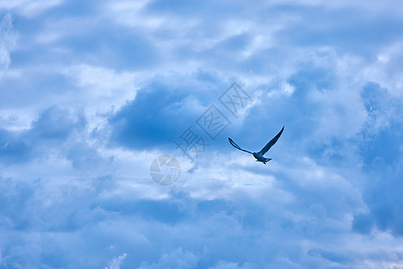 乌云,只海鸥天空中飞翔蓝天上的云图片