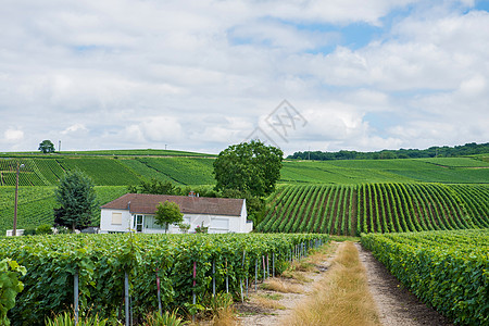 葡萄园景观与房子,蒙塔涅德莱姆斯,法国法国的葡萄园景观图片