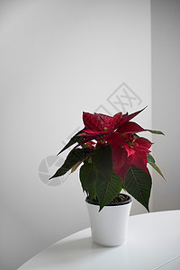 个美丽的红色诞花品红个白色的桌子上,个浅色的房间背景下家庭植物伯利恒之星,光明背景下诞节的象征图片