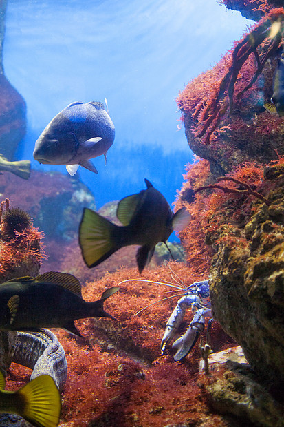 水下场景,展示同五颜六色的鱼游泳水下场景,同的鱼游泳图片