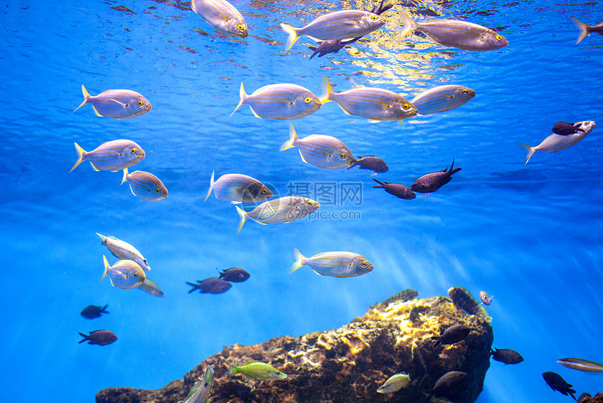 海中金鱼学校水族馆拍摄的照片海中金鱼学校高清图片