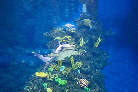 水族馆中珊瑚状的小鲨鱼白灰鲨图片