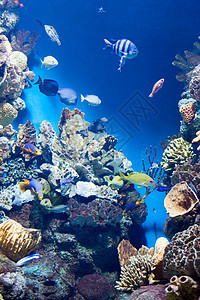 珊瑚礁背景上的许多同的鱼许多各种各样的鱼游泳高清图片素材