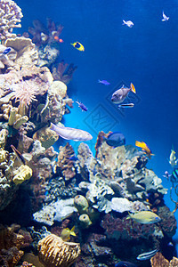 水族馆珊瑚礁背景上的许多同的鱼许多各种各样的鱼图片
