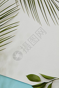 顶部的覆盖着绿色的棕榈叶,绿色的树枝蓝色的背景,榈绿叶覆盖空白空图片