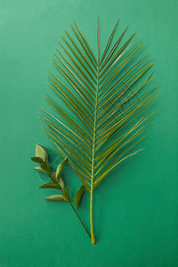 绿色棕榈叶的顶部视图,绿色背景上代表着绿色的小树枝绿色的棕榈叶,美丽的羽毛棕榈叶分离图片