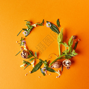 创意框架的坚果,花绿叶橙色的背景上,秋天构图平躺花叶子的圆形框架图片