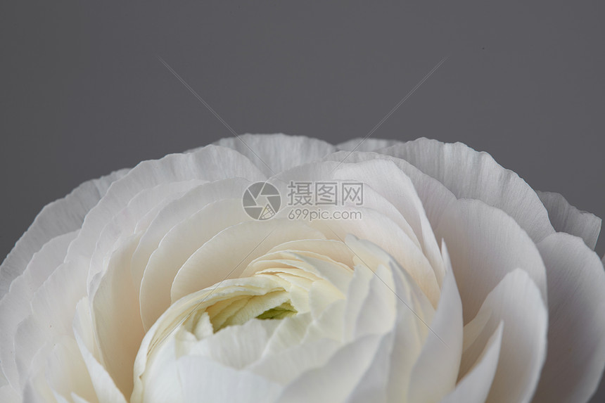 灰色背景上的白色毛花,玫瑰花瓣的特写,情人节,母亲节灰色背景上特写朵美丽的白色毛花图片