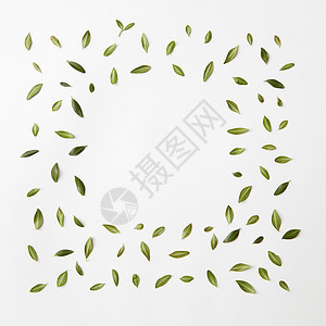 绿叶框架白色背景上的文本平躺绿叶框架图片
