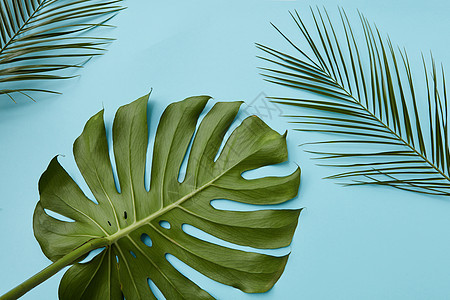 热带棕榈叶怪物隔离蓝色背景平上绿叶分离图片