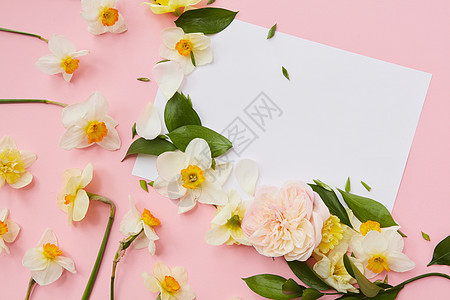张白纸,个粉红色的背景,装饰着水仙花叶子平躺水仙粉红色背景图片