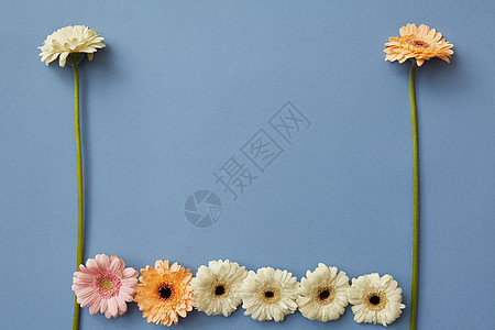 蓝色纸背景上白色橙色粉红色的非洲菊的图案游戏俄罗斯方块的数字最小弹簧平躺同的非洲菊花蓝色的纸背景上图片