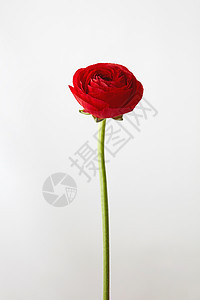美丽的红色灯笼,白色背景上隔离的花,情人节贺卡灰色背景上的红色毛花图片