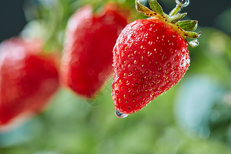 农场花园里,用多汁的草莓水滴特写绿色的茎机维生素浆果个乡村花园里,成熟的草莓露珠的特写机产品图片