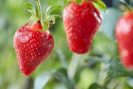成熟的草莓茎上,绿色植物的背景上滴水机维生素浆果多汁的红色草莓茎上,花园的绿色背景下滴露水图片