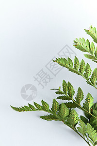 灰色背景上美丽的蕨类植物绿叶,明亮的光线明信片的自然布局的风景以灰色背景上的背为代表的蕨类植物叶子,图片