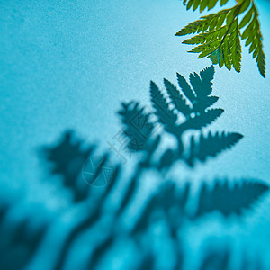 蓝色背景上的蕨类植物叶子阴影,自然照片布局绿色细枝蕨,蓝色背景上阴影图案,文字树叶布局图片