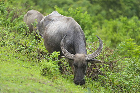 泰国天然田水牛群背景图片
