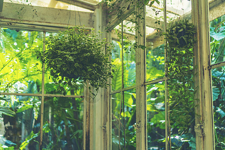 装饰客厅内部风格绿色生态环境wi装饰客厅内部风格绿色生态环境与植物NAD树装饰客厅内部风格绿色生态环境与植物NAD树背景