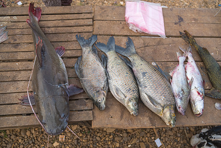 老挝市场上的新鲜鱼图片