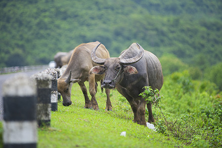 泰国天然田水牛群背景图片